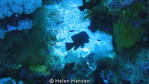 a piece of art under water:) by Helen Hansen 